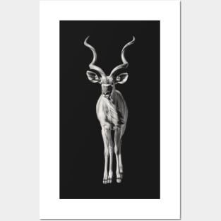 Greater Kudu Antelope Full Figure Posters and Art